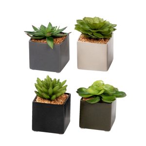 Assorted Succulent in Ceramic Pot