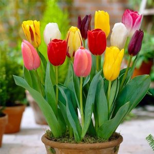 Tulip Bulbs (Mixed Colours)