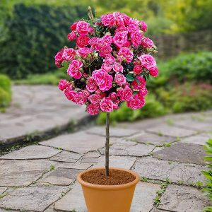 Garden Rose Bush (Bare Root)