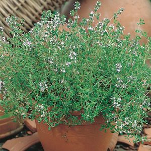 Thyme Herb Plant