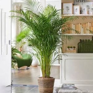 Areca Palm (Dypsis lutescens)