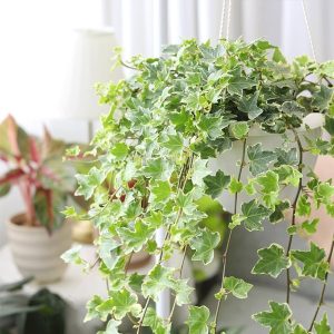 Ivy (Hedera helix) Trailing