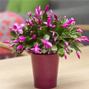Christmas Cactus (Schlumbergera)
