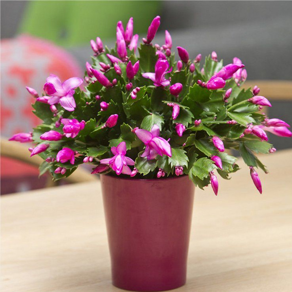 Christmas Cactus (Schlumbergera)