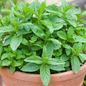 Mint Herb Plant