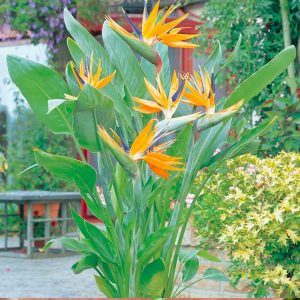 Bird of Paradise (Strelitzia)