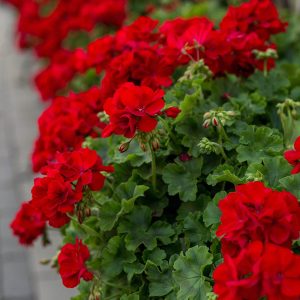 Geranium (Pelargonium) Red