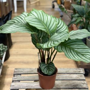 Calathea Orbifolia