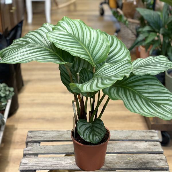Calathea Orbifolia