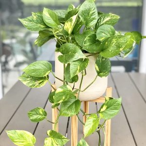 Pothos Golden (Epipremnum aureum)