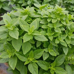 Basil Herb Plant