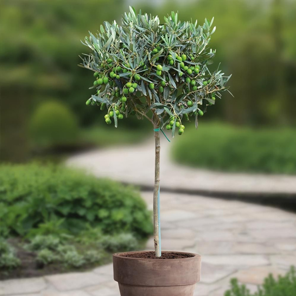 Olive Tree (Olea europaea) Potted