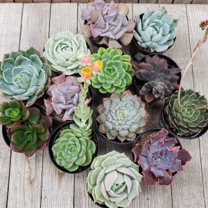 Echeveria Succulent Trio