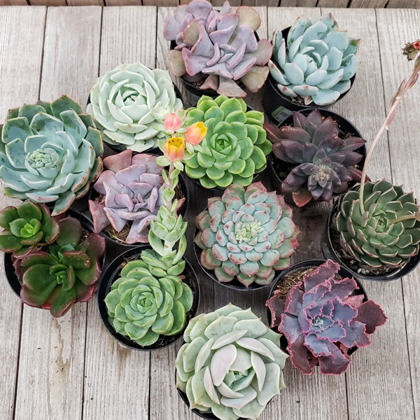 Echeveria Succulent Trio