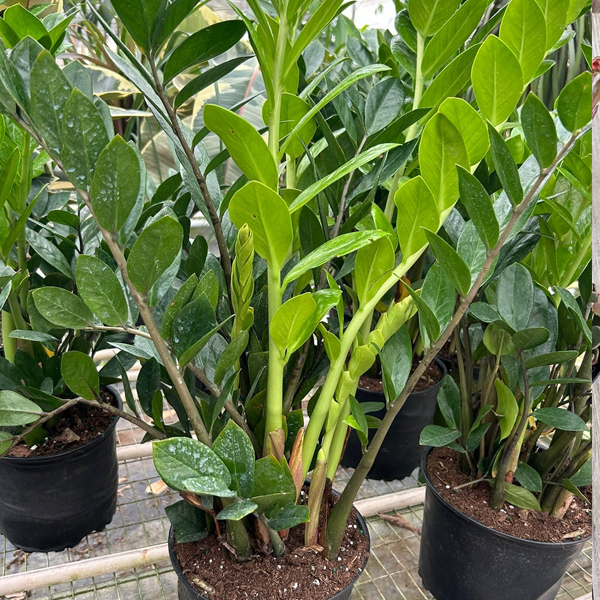 ZZ Plant (Zamioculcas zamiifolia)