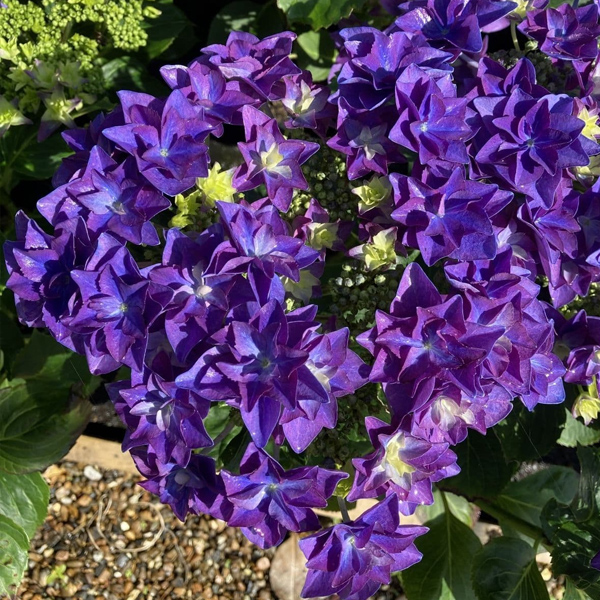 Hydrangea Macrophylla (Blue)