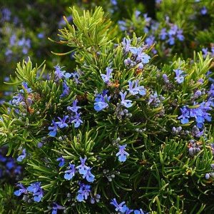 Rosemary Herb Plant