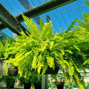 Boston Fern Hanging Basket