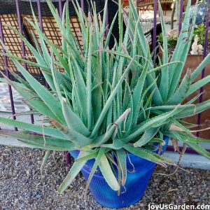 Aloe Vera Plant