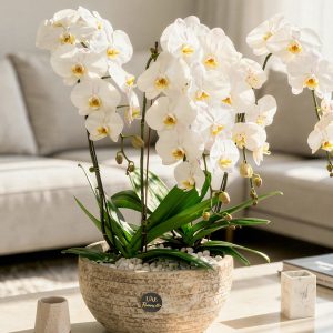 Orchid Phalaenopsis (White)