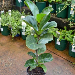 Fiddle Leaf Fig (Ficus lyrata)
