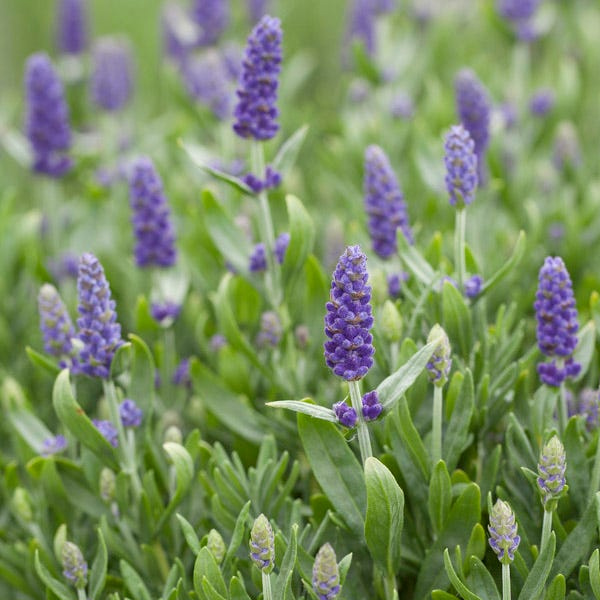 Lavender Plant (Lavandula angustifolia)
