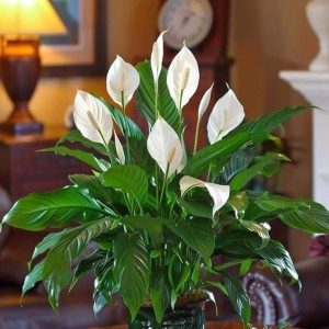 Peace Lily (Spathiphyllum)