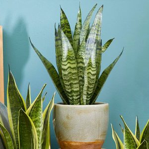 Snake Plant (Sansevieria) 40cm
