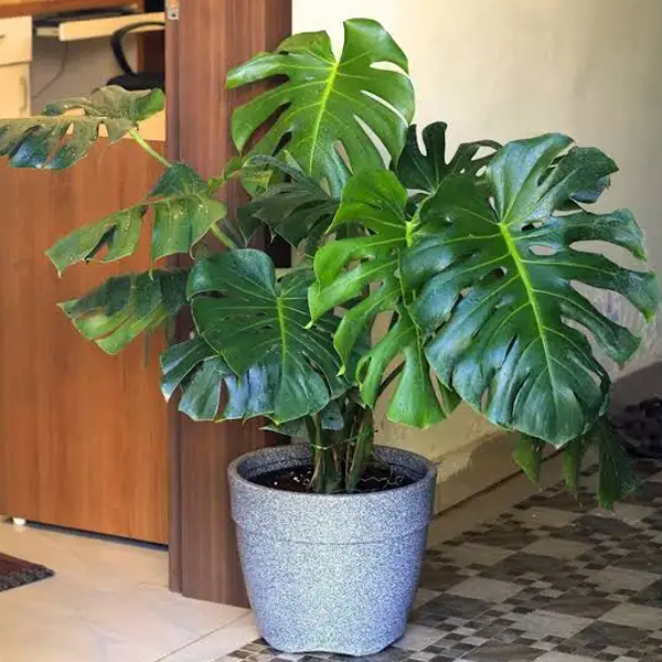Monstera Deliciosa (Swiss Cheese Plant)